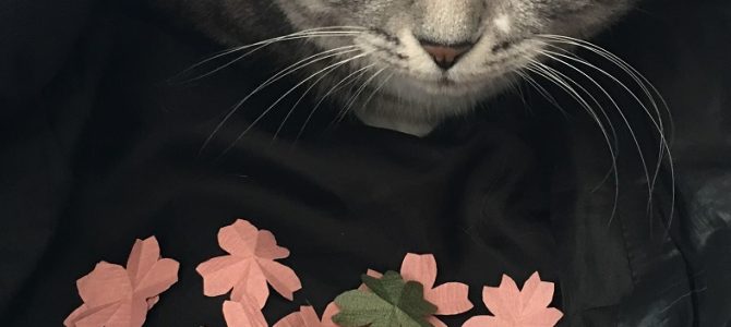 猫侍ならぬ猫桜　ラル様参上！