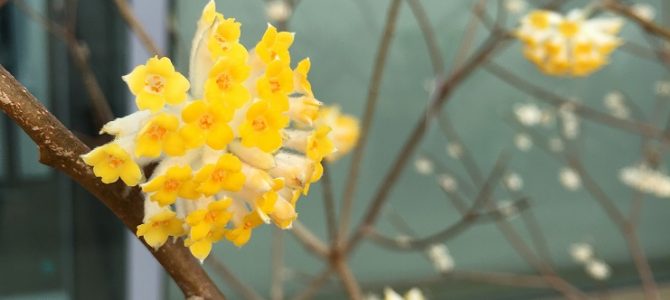 秘密の国の苺たち。声を聞け！訴えを聞け！