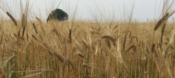 黄金の小麦の季節　