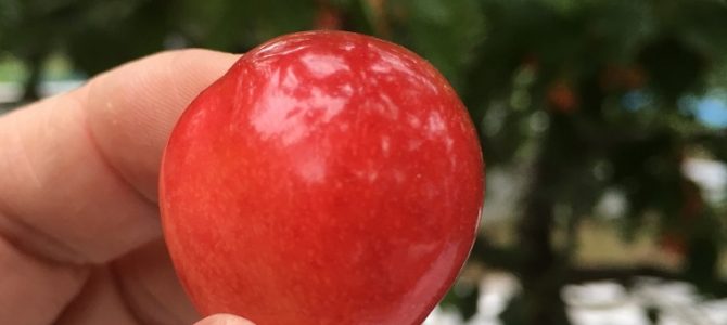 今年もルビーのようにキラキラの玉（?）に出会ってきました。