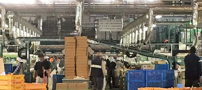 桃 もも MOMO！ ?PEACH LOVE！！！