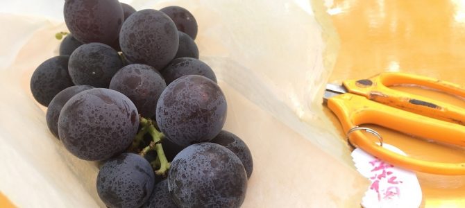 ブドウ狩りと  湯葉と  この芸能人さんはだーれだ（笑）の日