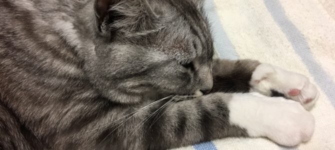 楽しいラッピングのお仕事! 楽しいラッピングのお仕事!