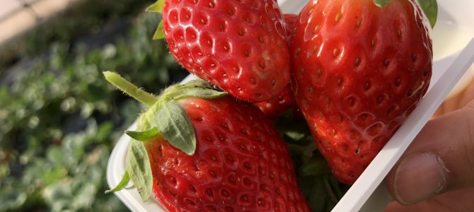 いちごちゃんとお勉強