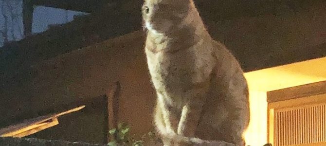 ラッピング協会にてビジネスラッピング3のクラスを担当してまいりました。 ラッピング協会にてビジネスラッピング3のクラスを担当してまいりました。