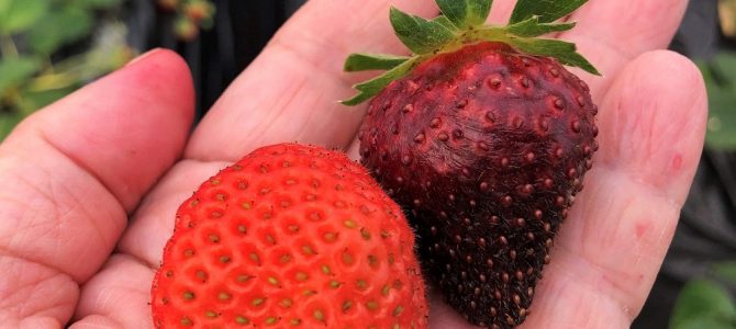 strawberry・いちご・苺・🍓