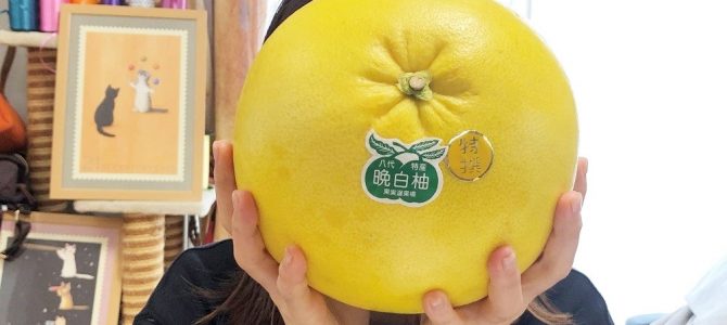 ラッピング埼玉自宅教室で試験勉強＆晩白柚