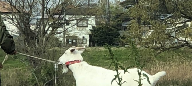 ラッピング協会東京本部にてビジネスラッピング認定クラスの2日目を担当してまいりました。 ラッピング協会東京本部にてビジネスラッピング認定クラスの2日目を担当してまいりました。