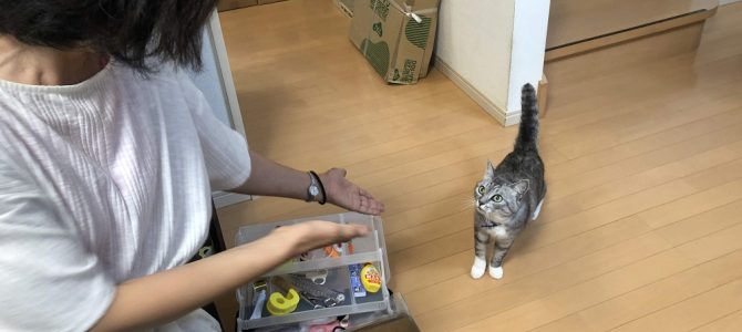 自宅教室で最終確認！テスト対策レッスンを行いました。そして内弁慶ラル様出没！