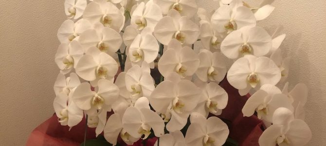 今日と明日は、ラッピング協会東京本部にてビジネスラッピング基礎コースを担当。